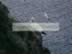 Gannet on Troup Head 3.jpg (84kb)